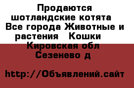 Продаются шотландские котята - Все города Животные и растения » Кошки   . Кировская обл.,Сезенево д.